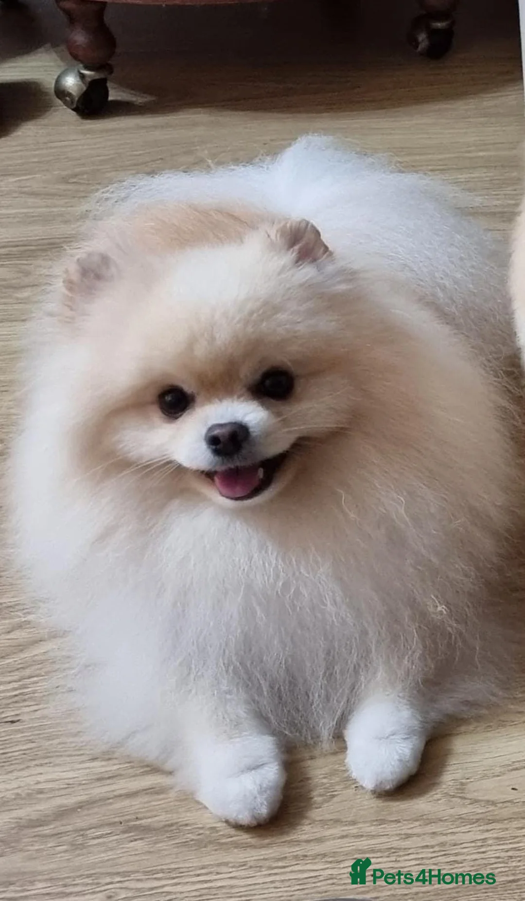 Pomeranian dogs for stud: KC Stunning coat Cream boy for stud  in Borehamwood - Advert 4