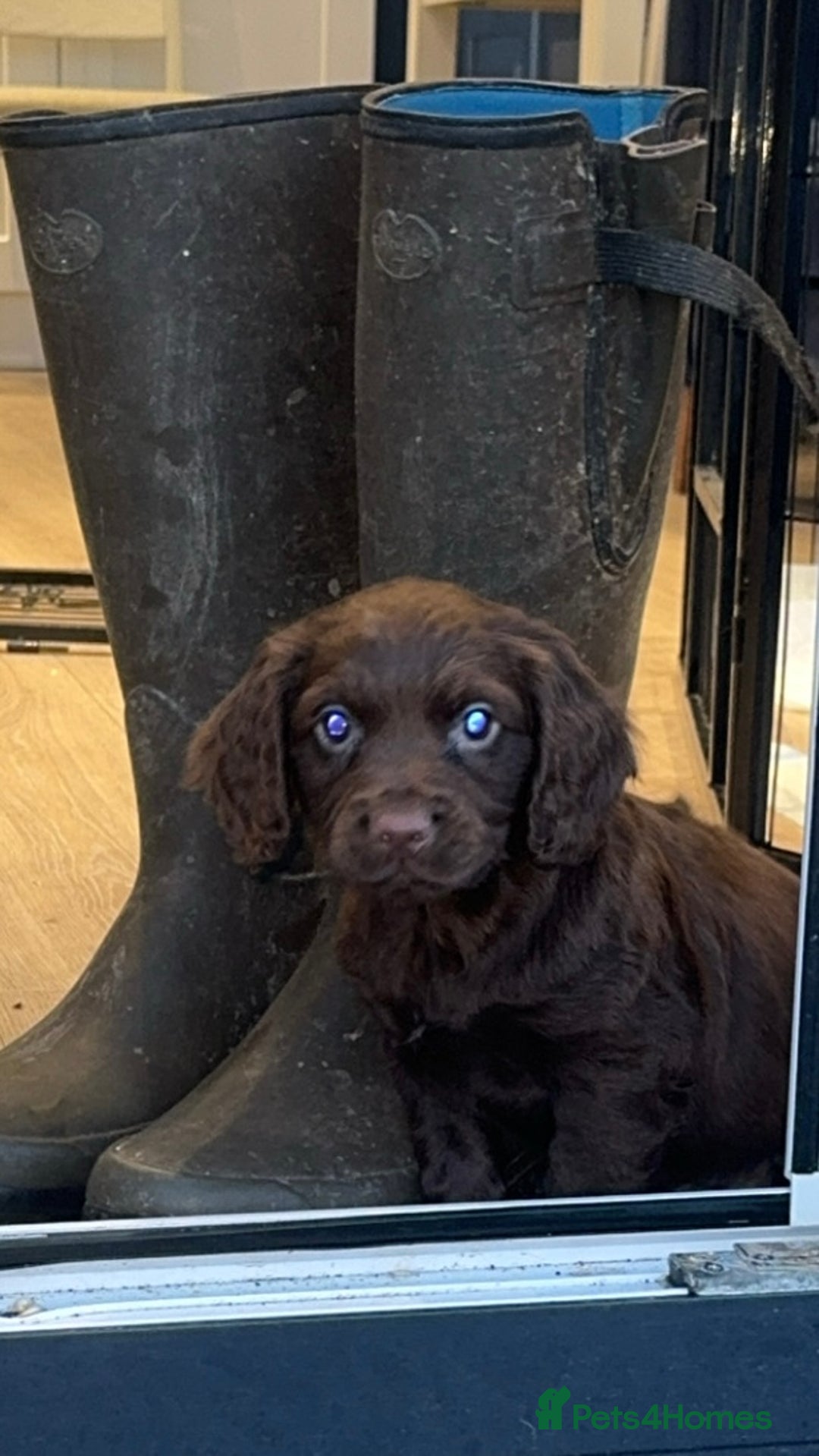 Cocker Spaniel dogs for sale: Pedigree health tested 5 generation pup available  - Advert 8
