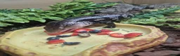 Mixed Breed invertebrates for sale: Reptile, lizards, crested gecko, snake collection  - Advert 5