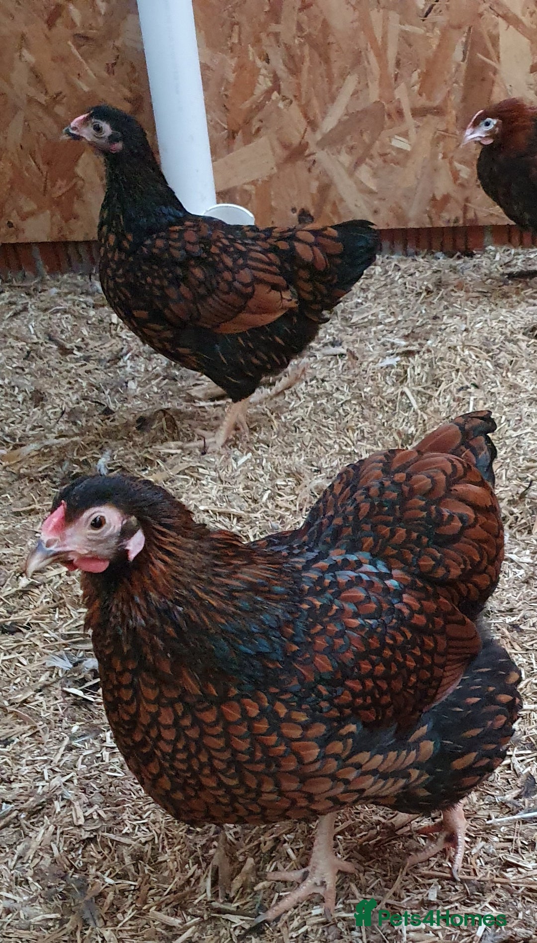 Chickens poultry for sale: Pekin Bantam, Laced Wyandotte Bantam & Polish Hens - Advert 2