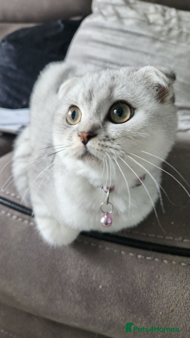 Scottish Fold cats DAISY - 2 Year Female Scottish Fold - Advert 7