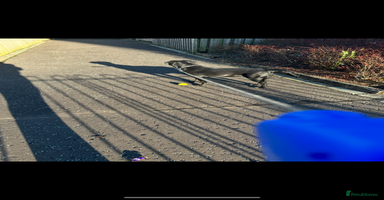 Borador dogs - Advert 16