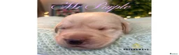 Labrador Retriever dogs for sale: Health-Tested Labrador Pups | 5-Star Breeder - Advert 19