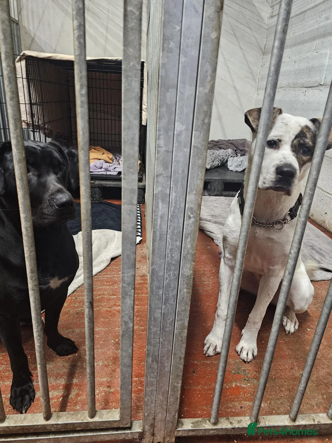 Mixed Breed dogs for adoption: Teddy - Advert 9