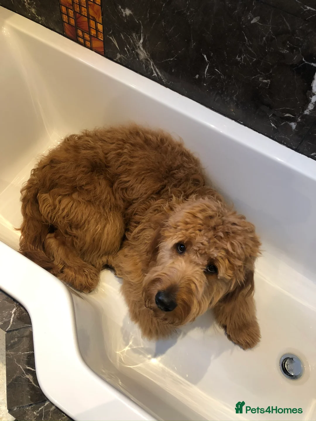 Goldendoodle dogs for stud: Gorgeous F1 Goldendoodle for Stud in Derby - Advert 9