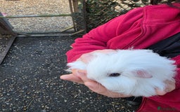 Guinea Pig rodents for sale: Long haired  - Advert 7