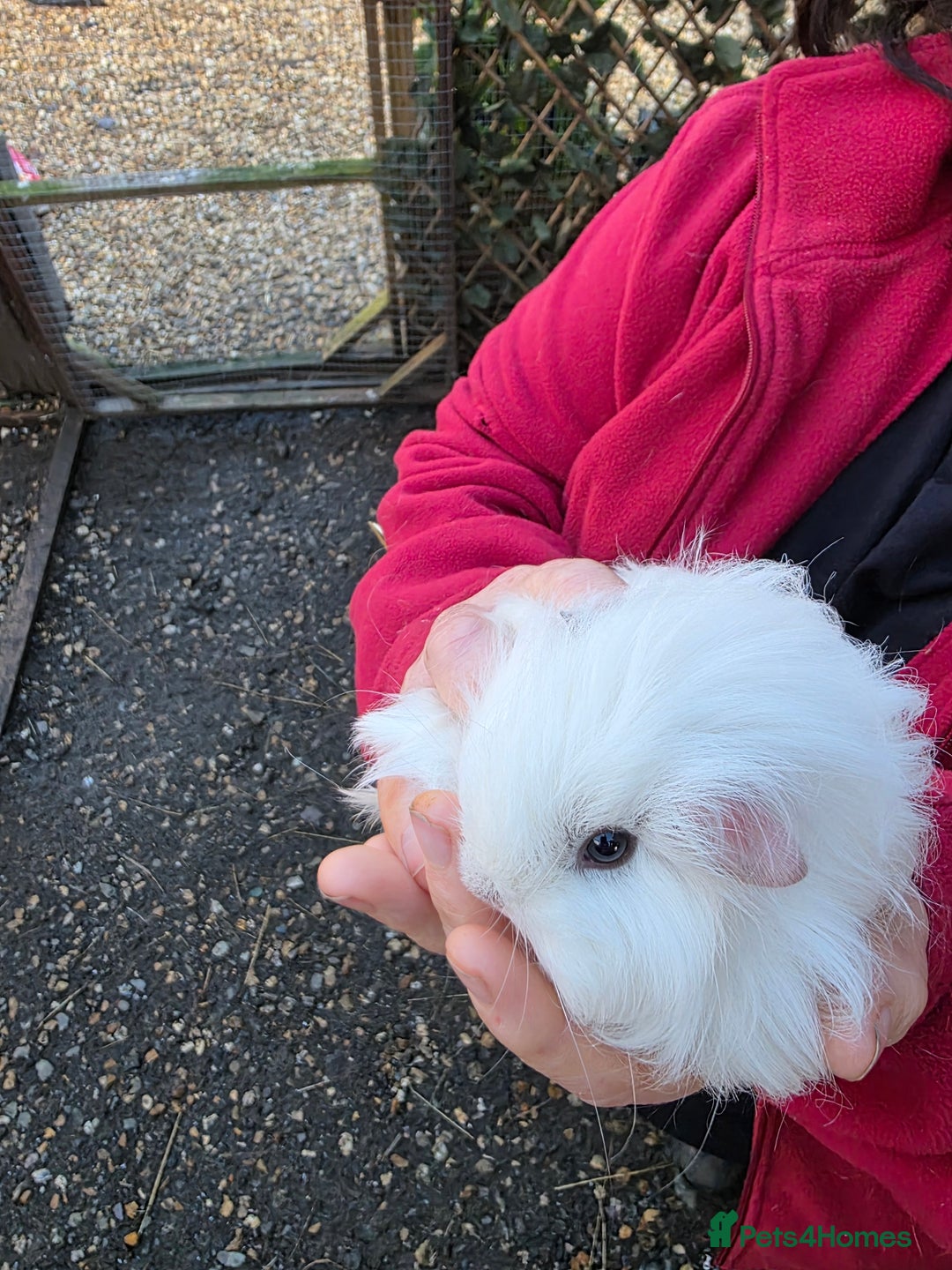 Guinea Pig rodents for sale: Long haired  - Advert 7