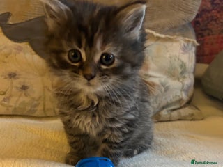 Persian cats GORGEOUS PERSIAN X KITTENS - Advert 6