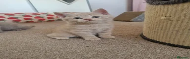 British Shorthair 2