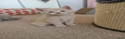 British Shorthair cats for sale: Beautiful British Shorthair Kittens 😻 - Advert 33