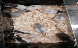 Rat rodents for sale: Baby Dumbo Rats Females  - Image 8