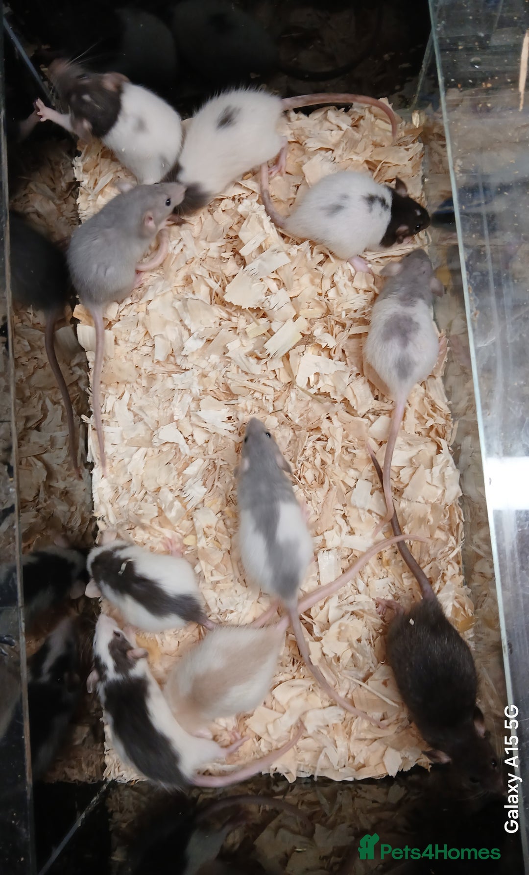Rat rodents for sale: Baby Dumbo Rats Females  - Image 8