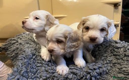 Clumber Spaniel dogs for sale: Beautiful Hybrid Clumber pups available  - Image 4