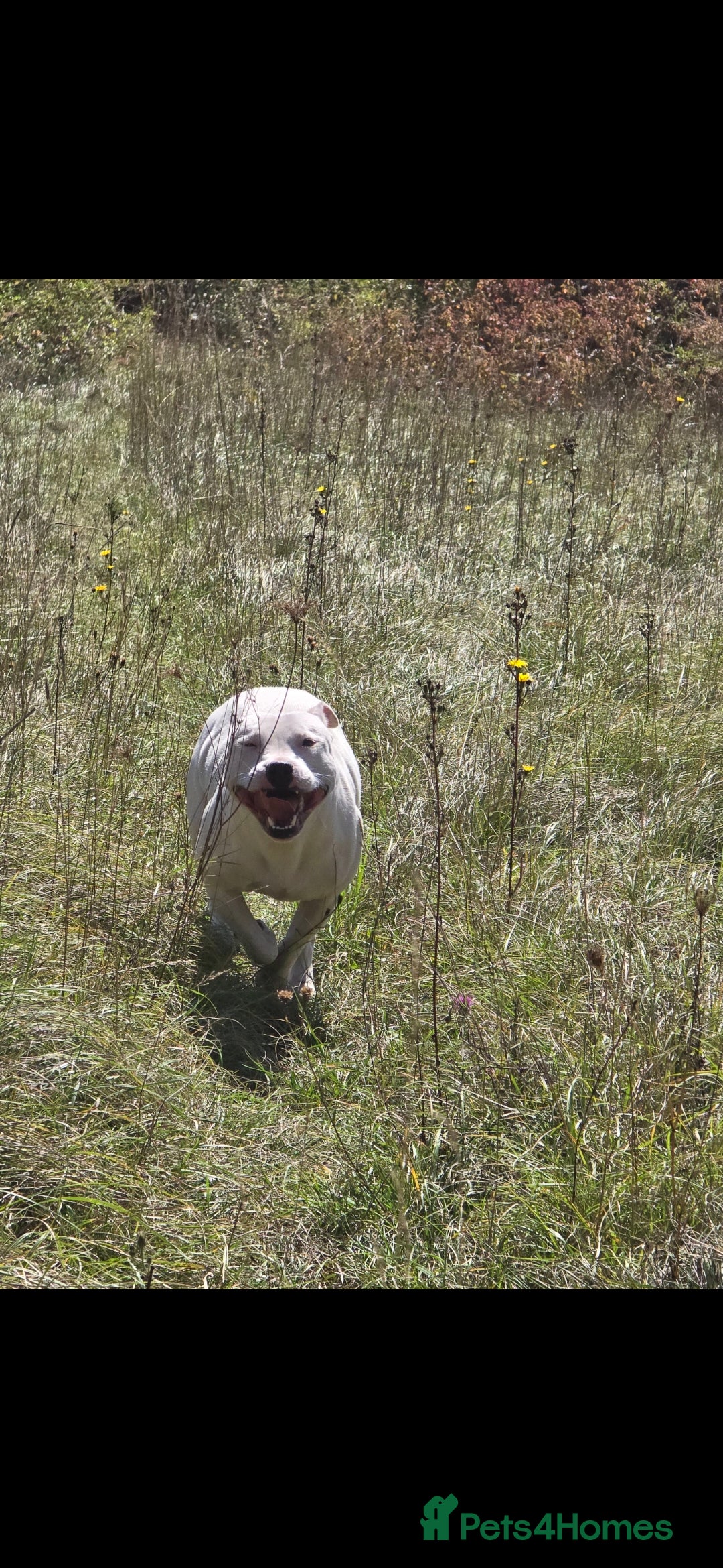 Staffordshire Bull Terrier dogs for sale: Staffordshire terrier puppies  - Advert 6