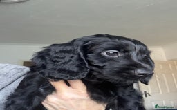 Cockapoo dogs for sale: 🐾Beautiful PRA CLEAR F2 Cockapoo puppies 🐾  - Image 24