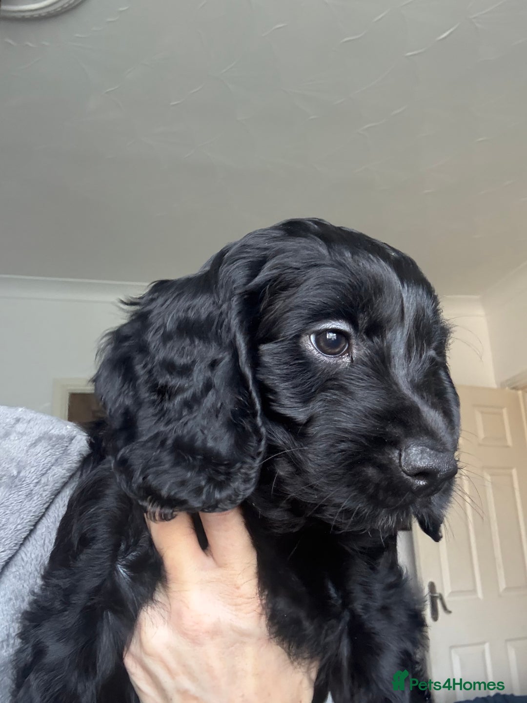 Cockapoo dogs for sale: 🐾Beautiful PRA CLEAR F2 Cockapoo puppies 🐾  - Image 24