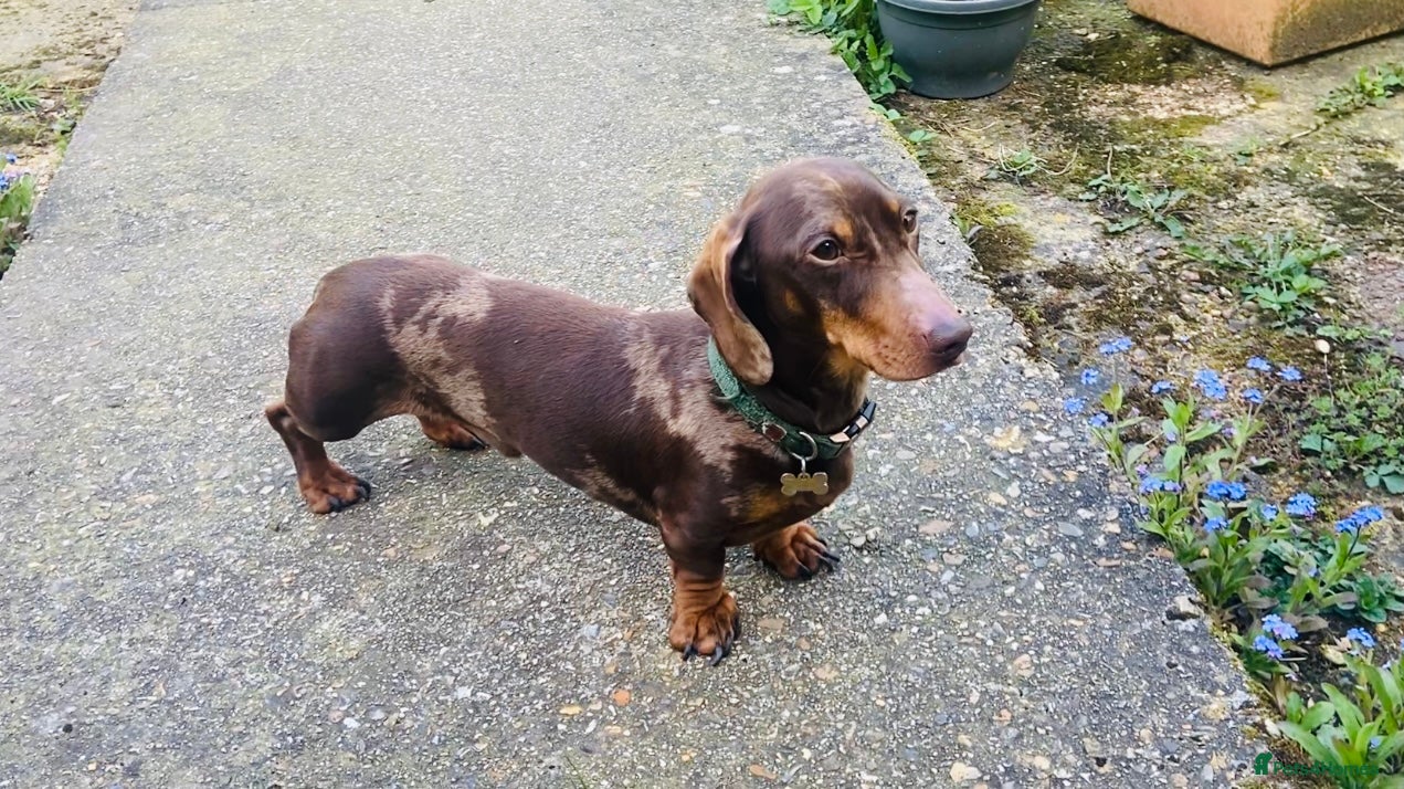 Miniature Dachshund dogs KC reg Choc Dapple & Tan Dachshund stud *Proven in Southampton - Advert 7