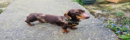 Miniature Dachshund dogs for stud: KC reg Choc Dapple & Tan Dachshund stud *Proven in Southampton - Advert 1