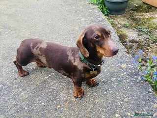 Miniature Dachshund dogs in Southampton - Advert 1