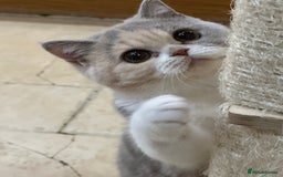 British Shorthair cats for sale: READY NOW - Lilac, BiColours & Colourpoint  - Image 1