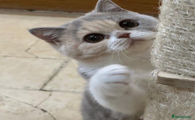 British Shorthair cats - Advert 13