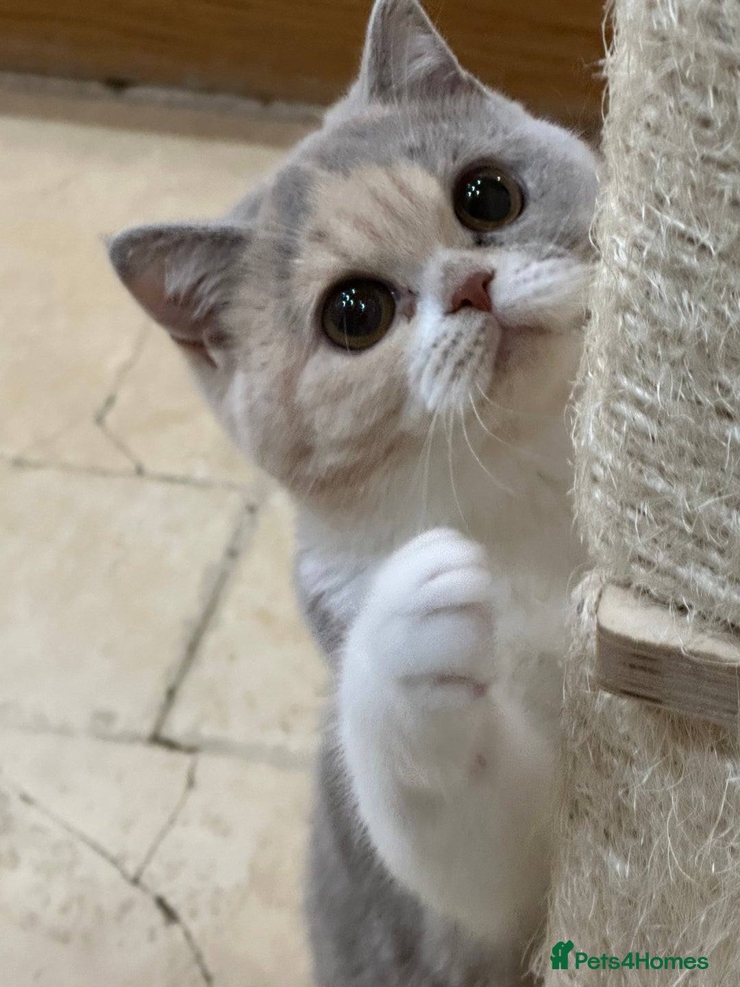 British Shorthair cats for sale: READY NOW - Lilac, BiColours & Colourpoint  - Image 1