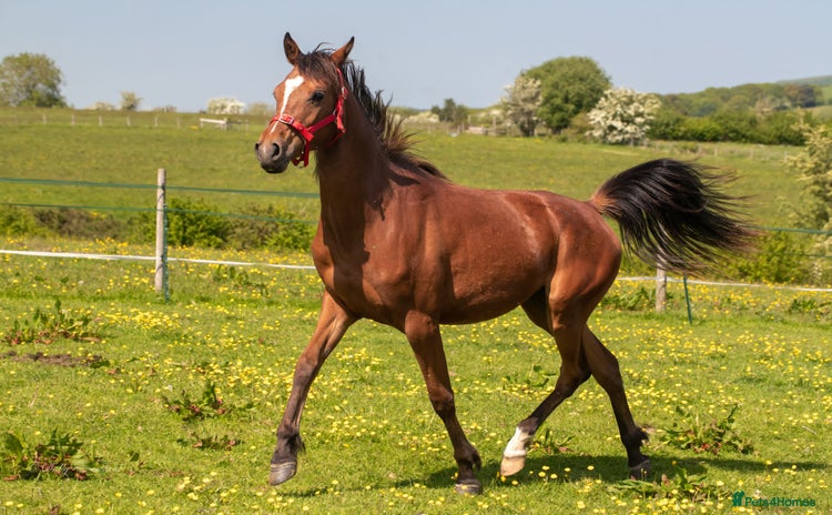 Arabian horse horses - Advert 1