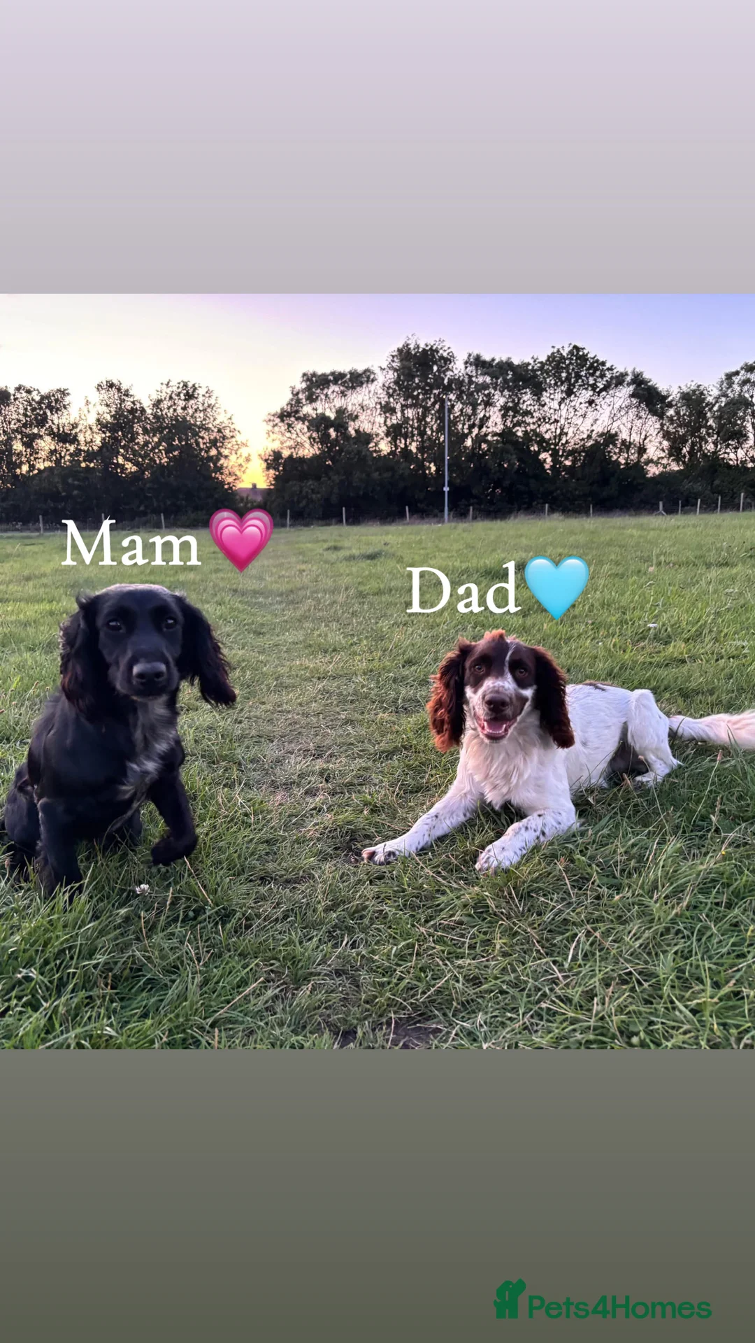 Cocker Spaniel dogs for sale: Purebred female cocker spaniel  - Advert 2