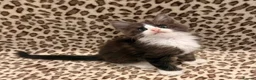 Maine Coon cats for sale: Maine coon polydactyl boy available on active  - Advert 7