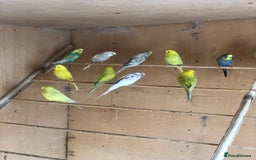 Budgerigars birds for sale: Budgie colony (nice mixture of colours) - Image 3