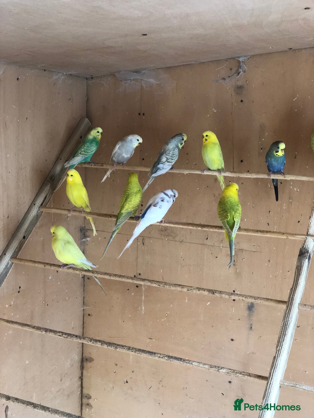 Budgerigars birds for sale: Budgie colony (nice mixture of colours) - Image 3