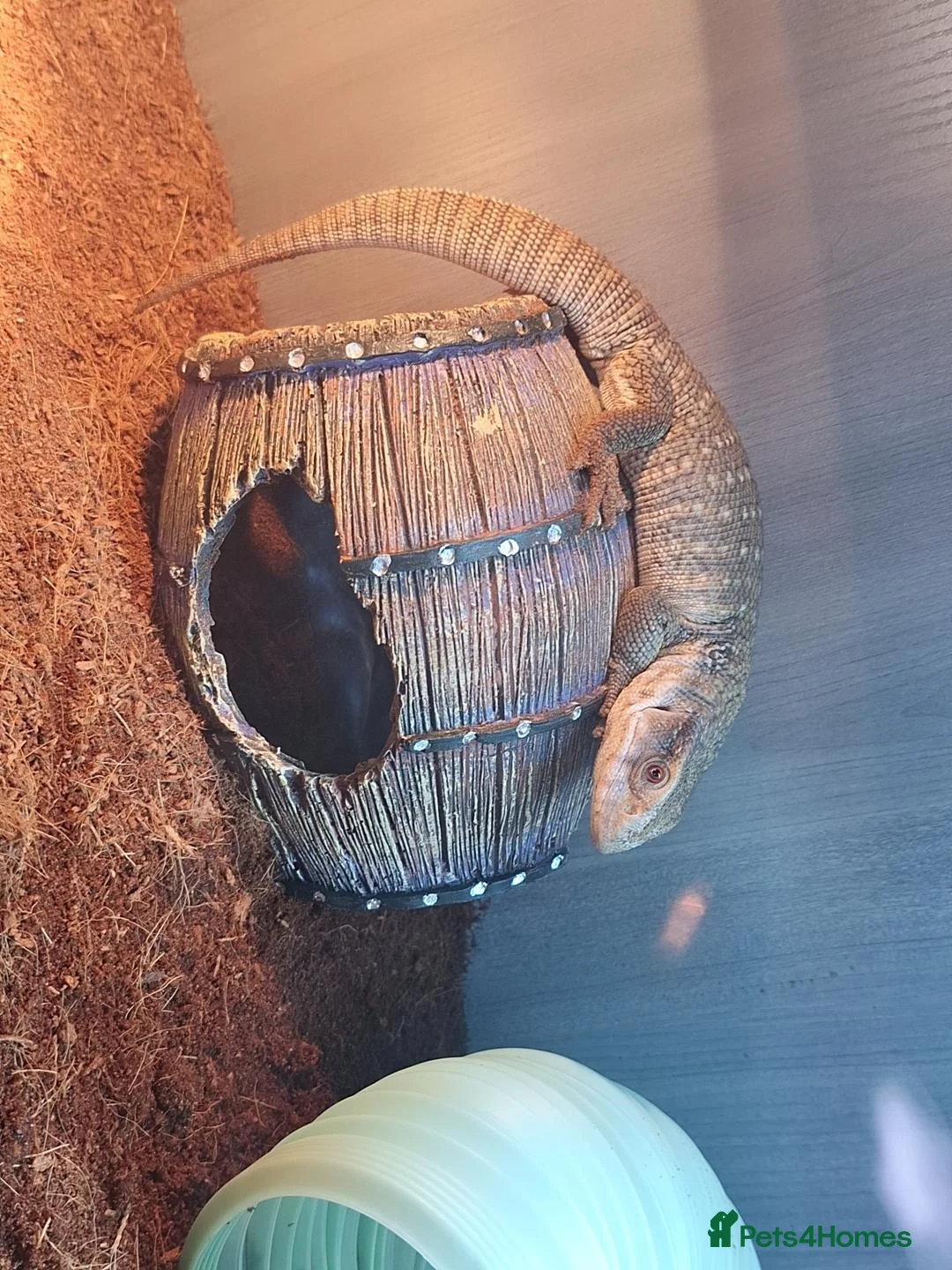 Monitor reptiles for sale: Boss monitor  - Advert 1