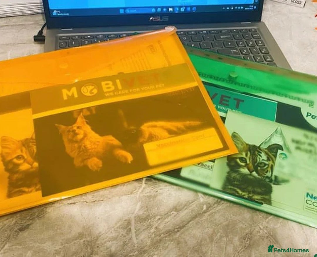 Savannah cats for sale: Stunning and Rare Kiwanga Pedigree F3 Savannahs  - Advert 10