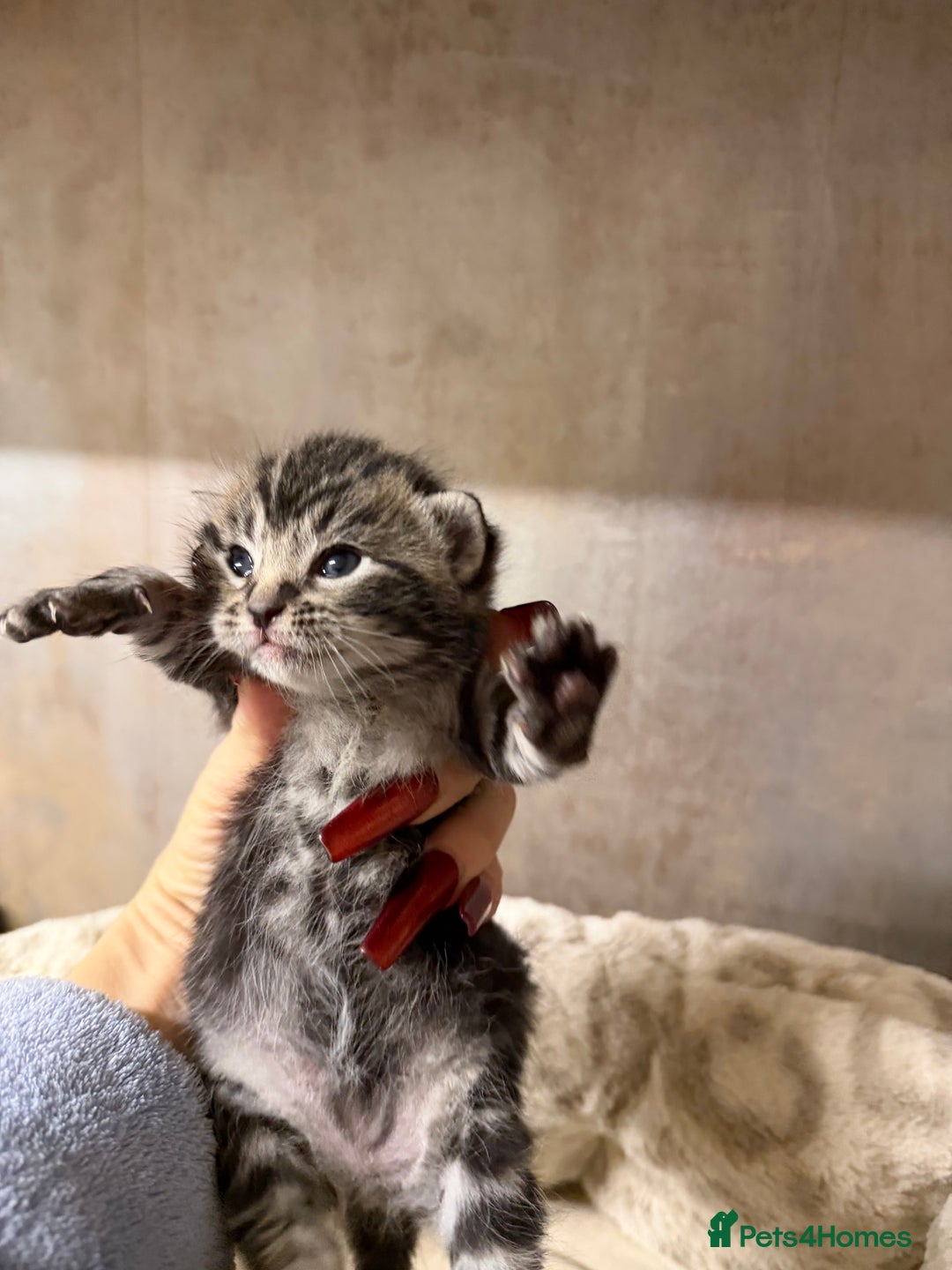 British Shorthair cats for sale: Adorable Kittens, Will be Ready from 22 December! - Advert 17
