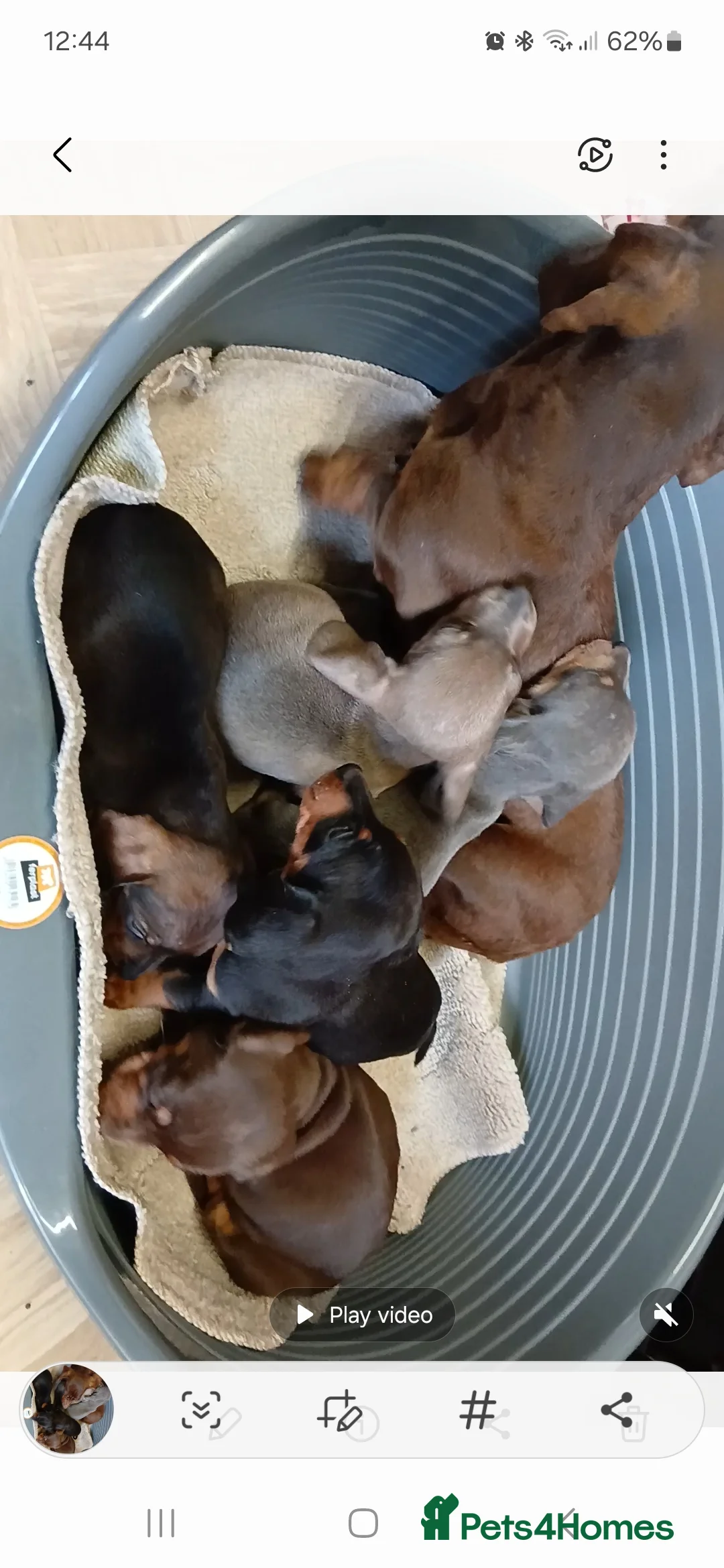 Dachshund dogs for sale: Ready to leave Beautiful dachshund puppies  - Advert 2