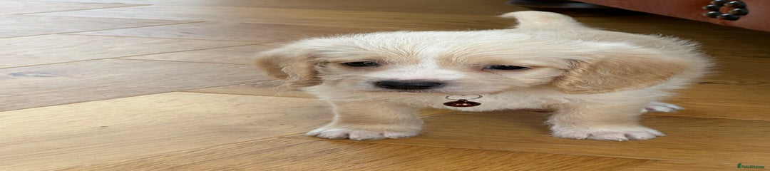 Mixed Breed Puppy 2