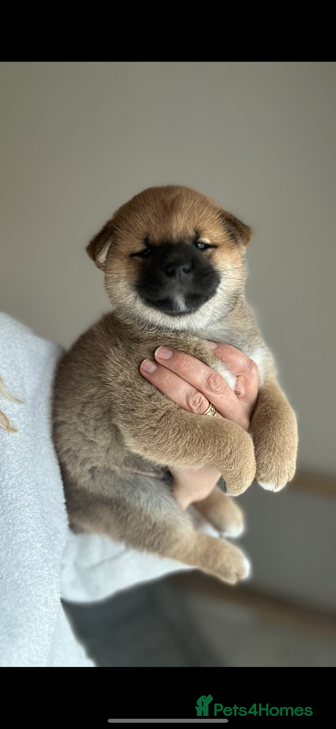 Japanese Shiba Inu dogs for sale: Gorgeous, KC-Registered Shiba Inu Puppies - Advert 22