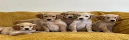 Golden Retriever dogs for sale: Quality litter of KC reg Golden Retriever puppies - Advert 32