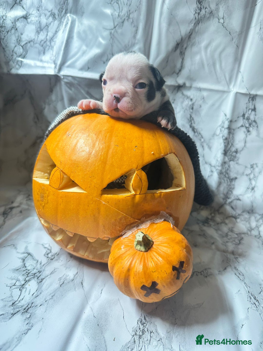 French Bulldog dogs for sale: Kc registered frenchbulldog puppies  - Advert 2