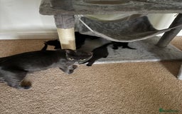 Korat cats for sale: Beautiful black kittens  - Image 5