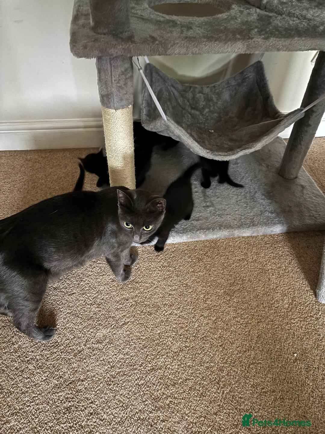Korat cats for sale: Beautiful black kittens  - Image 5