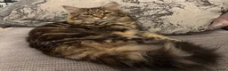 Mixed Breed cats for sale: Fluffy Male Kitten ready for his forever home - Advert 8