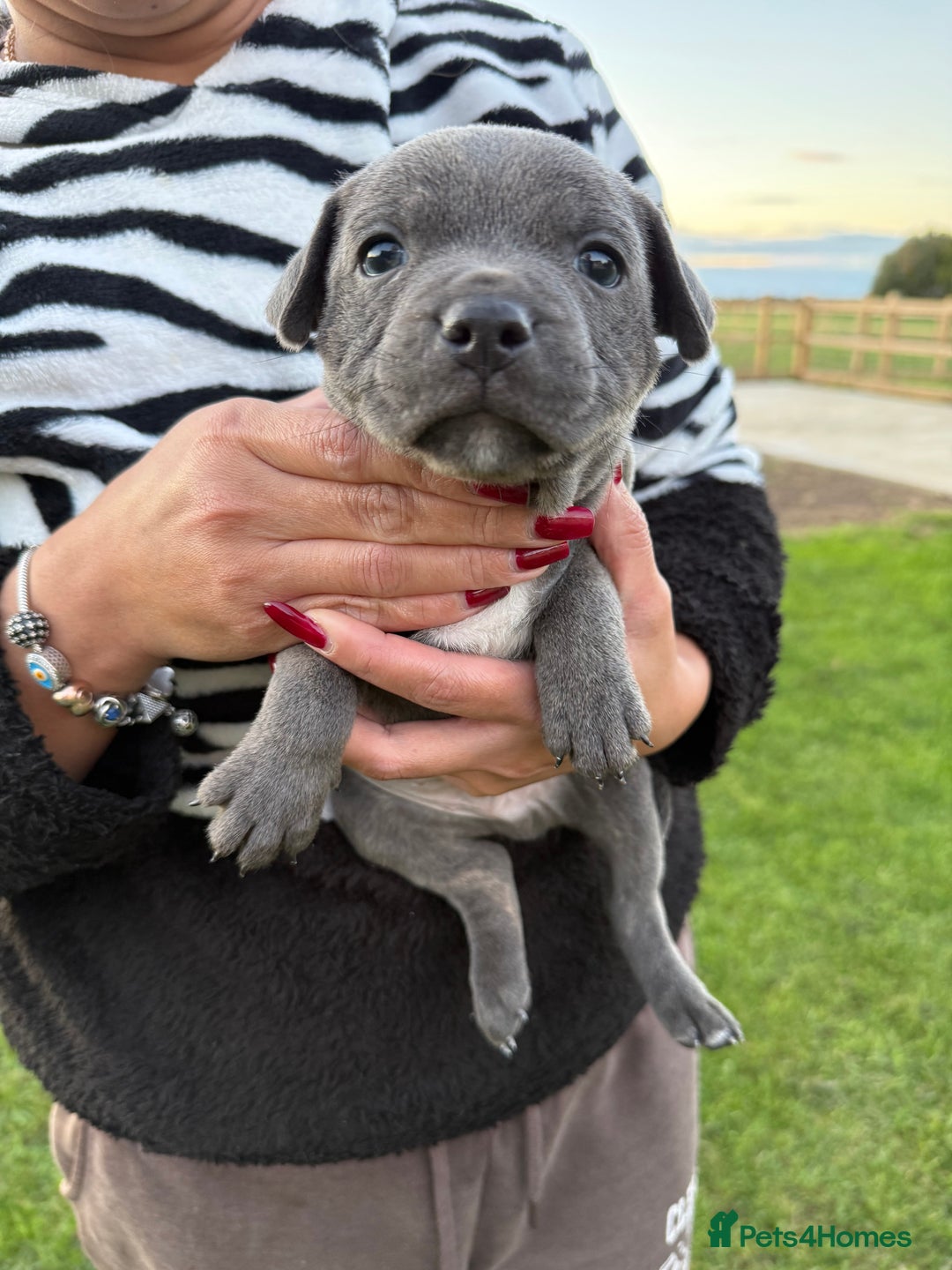Staffordshire Bull Terrier dogs for sale: Gorgeous KC Reg/Health Tested Blue SBT Puppies - Image 30