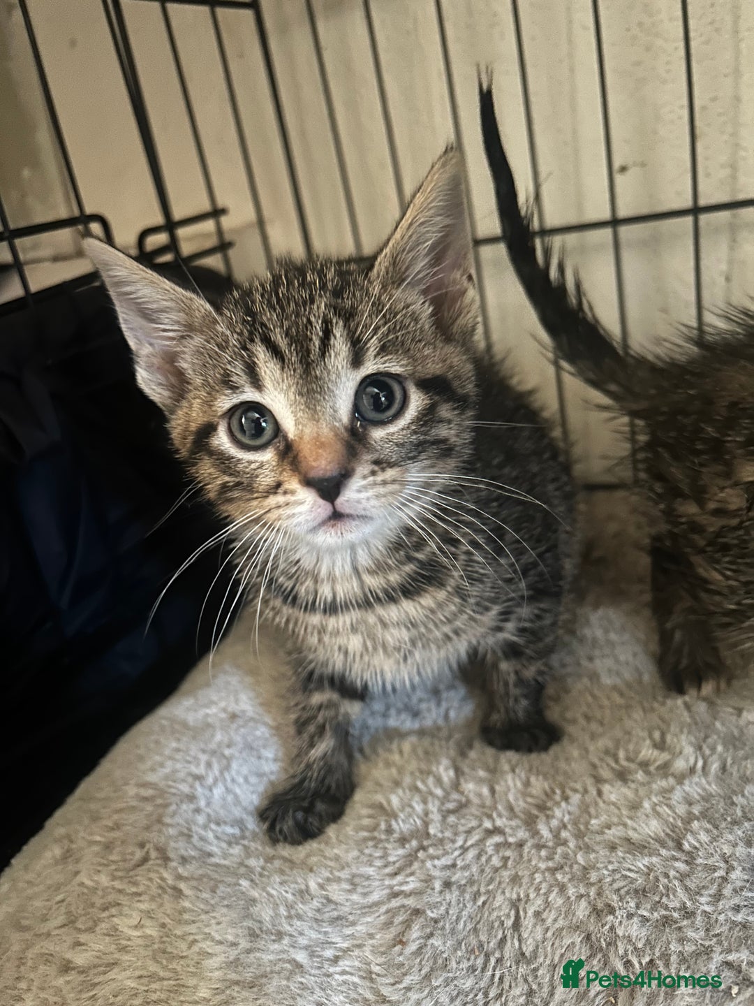 Mixed Breed cats for sale: Beautiful kittens  - Advert 2