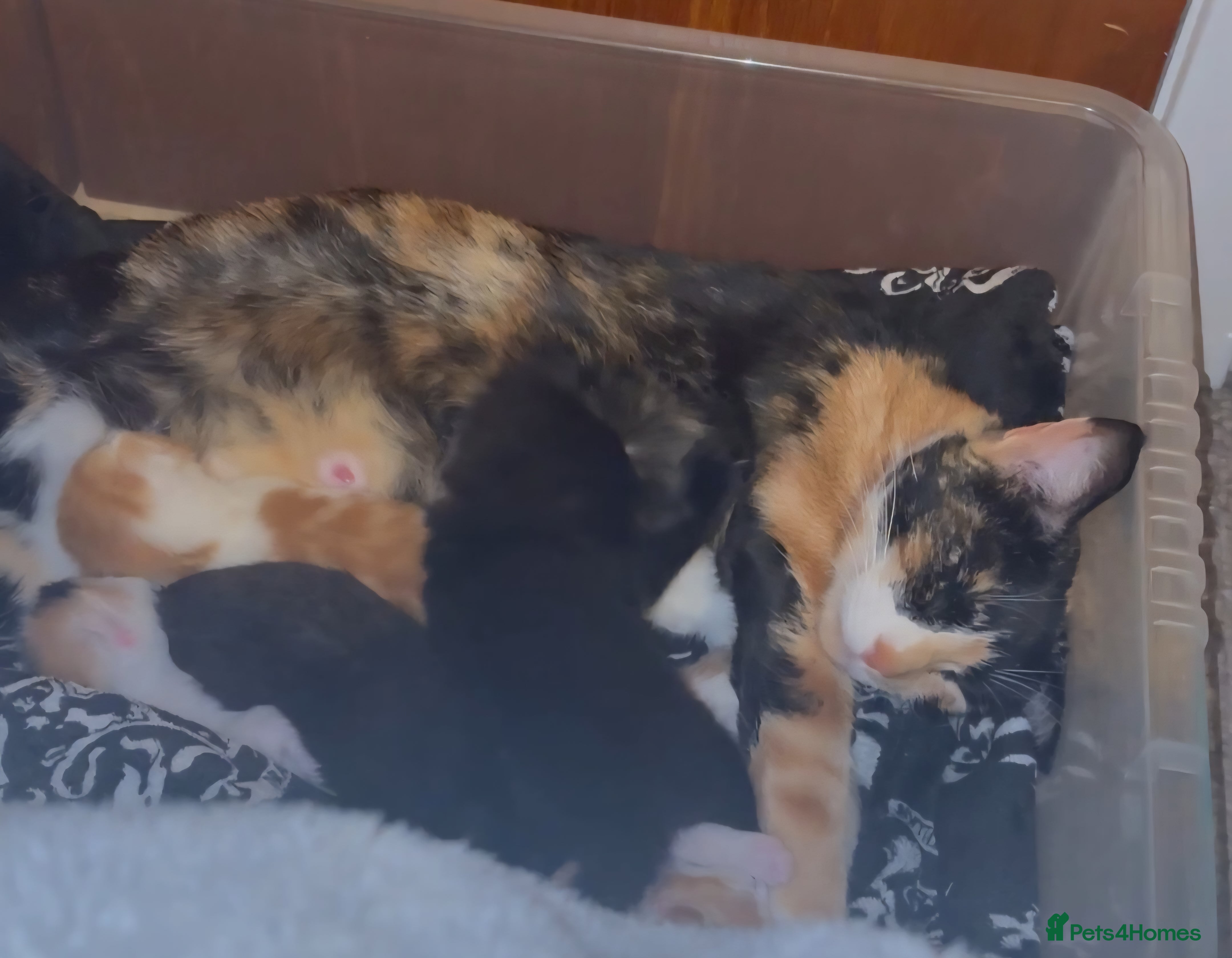 Mixed Breed cats Kittens - ready to go now. - Advert 1