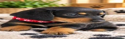 Miniature Dachshund dogs for sale: Gorgeous Miniature Sausages 💖  - Advert 3