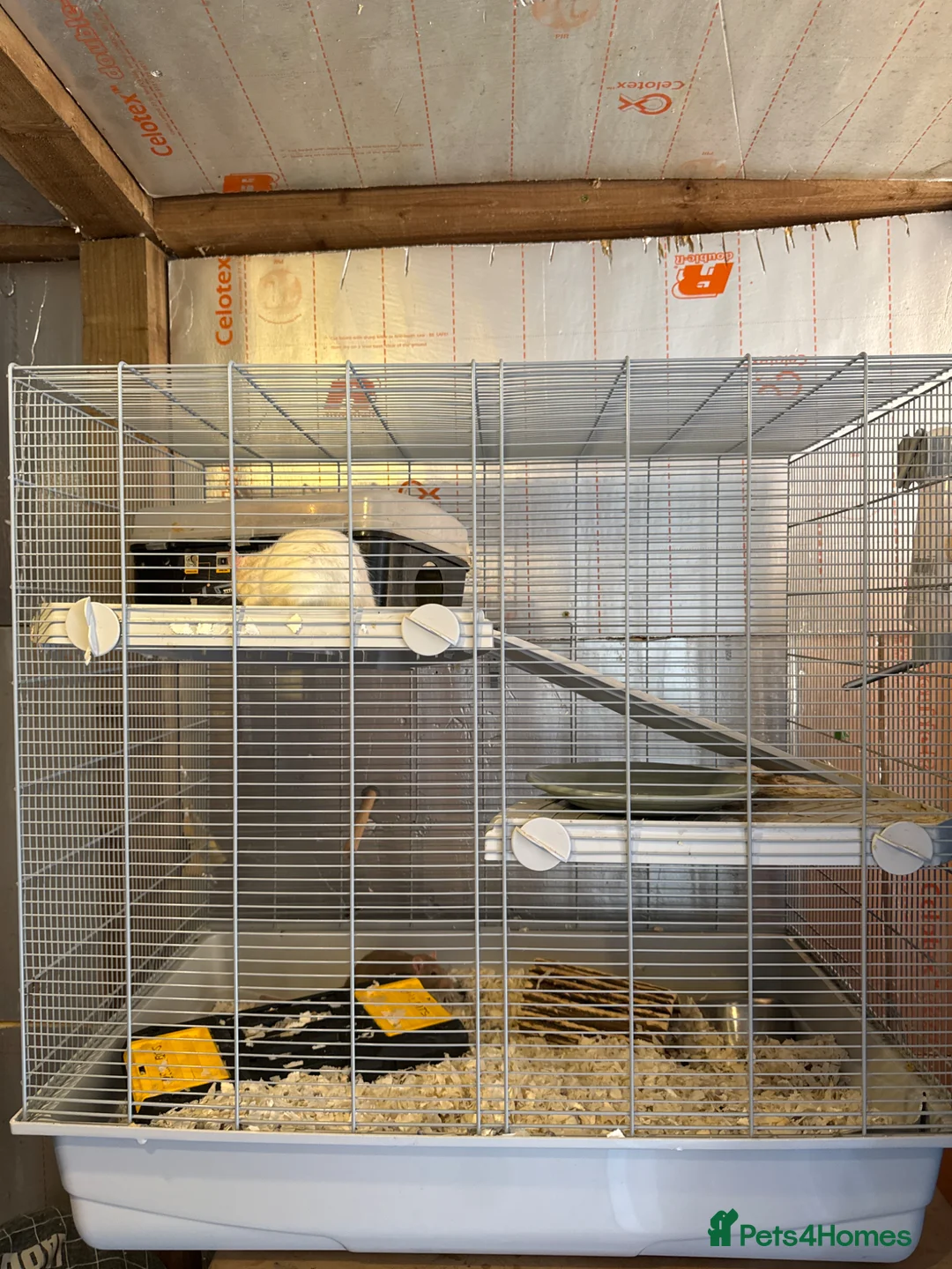 Rat rodents for sale: 2 rats (sisters)  in Bilston - Advert 3