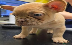 French Bulldog dogs for sale: Ready Now  - Image 8