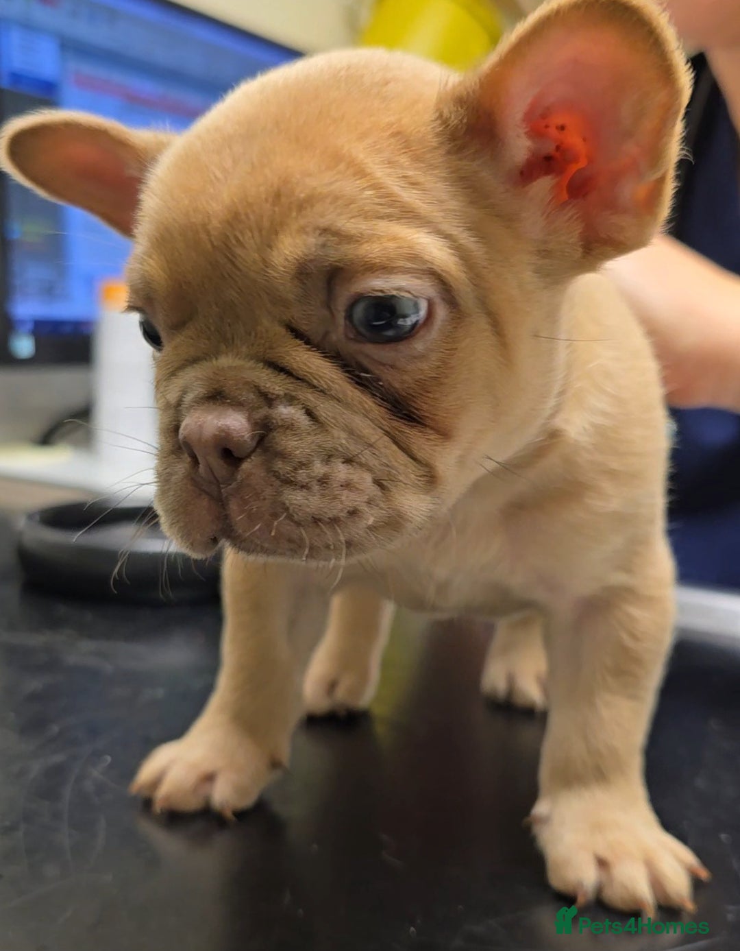 French Bulldog dogs for sale: Ready Now  - Image 8