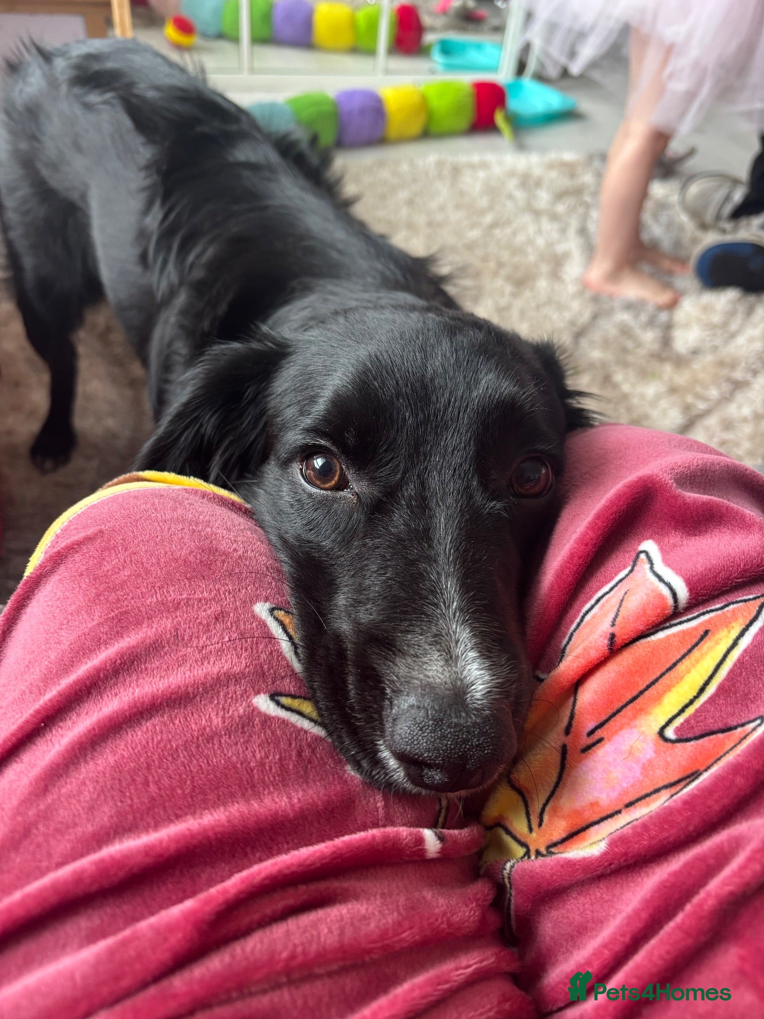 Mixed Breed dogs Rocky  - Advert 3